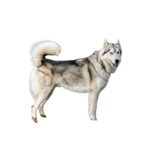 Haski
