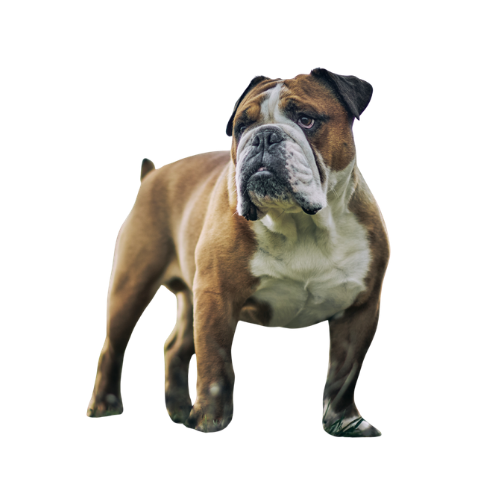 Buldoq